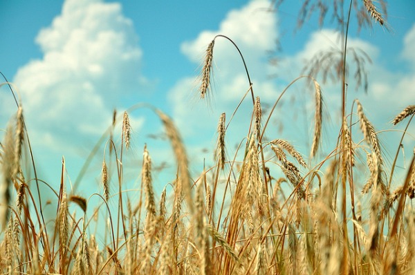 wheat